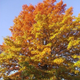 Illustration for article titled Shooting Challenge: Fall Leaves Gallery